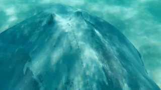 Sting Ray