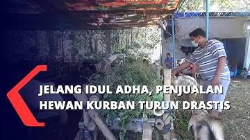 Jelang Idul Adha Penjualan Hewan Kurban Turun Drastis