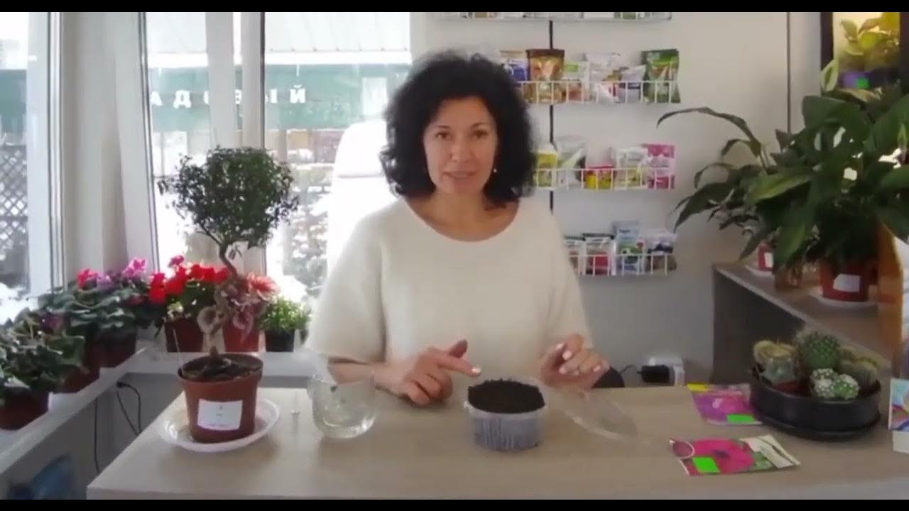 Как вырастить шикарную петунию из семян ? 🌸Смотрим ! - YouTube