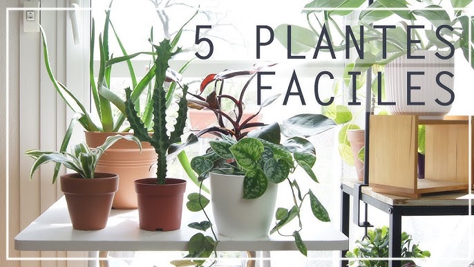 🌿 UN ENGRAIS NATUREL, UTILISABLE TOUTE L'ANNÉE POUR TOUTES LES PLANTES :  C'EST POSSIBLE ??? 