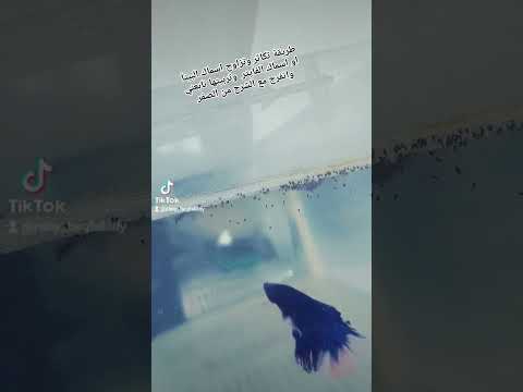 طريقة تكاثر اسماك البيتا او اسماك الفايتر وطرق تزاوجها وانتاجها واهتمام بلافراخ