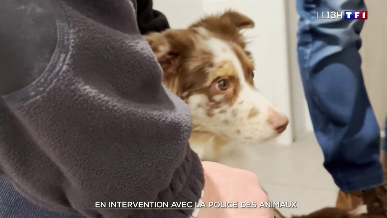 En intervention avec la police des animaux