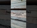 ШАШЕЛЬ ! Никогда Не Покупайте!!! ЗАРАЖЕННЫЙ ЛЕС! СУХОСТОЙ!