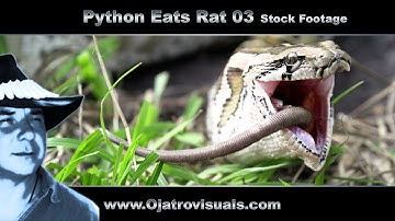 Python Eats Rat 03 Stock Footage
