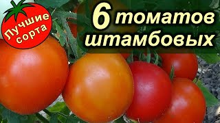 Чи потрібно пасинкувати помідори видимо-невидимо?