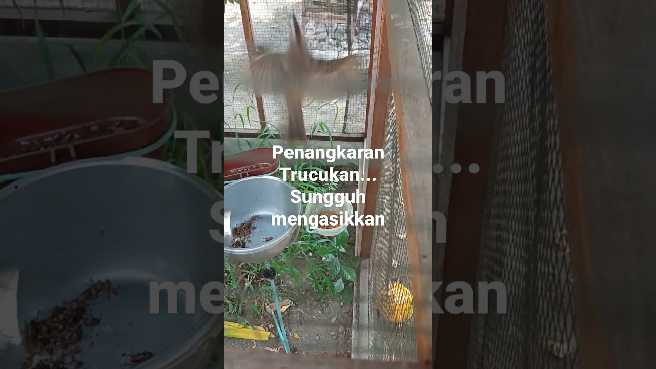 Ternak Trucukan 