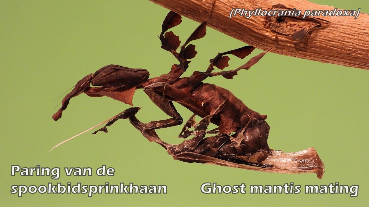 Paring van de spookbidsprinkhaan (Phyllocrania paradoxa) Ghost Mantis mating breeding