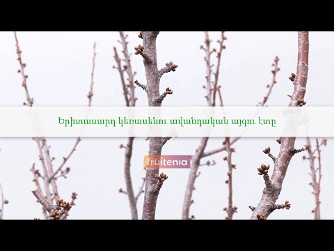 Video: Fruit Tree Quince Pruning - Երբ և ինչպես էտել սերկևիլի ծառը