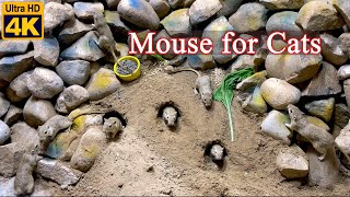 Mesmerizing 10-Hour Cat TV😺 Mouse Digging Burrows in Sand and Playing for Cats to Watch in 4K UHD by Birder King Studio 796 views 1 month ago 10 hours