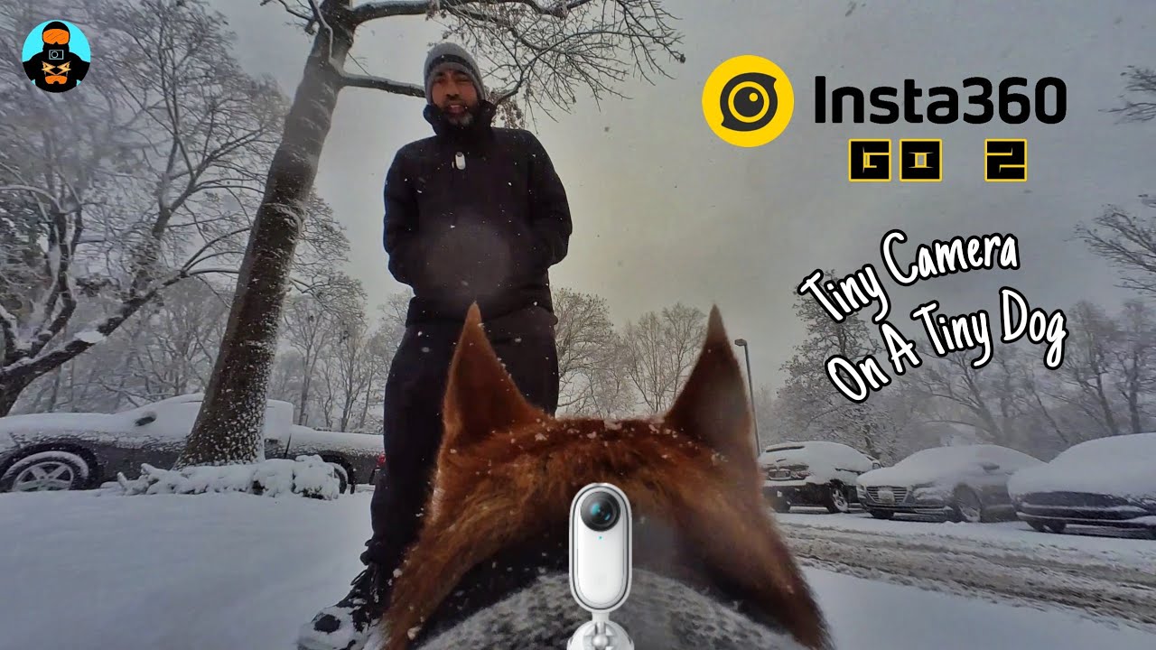 Tiny Action Camera for pets Insta360 Go 2 YouTube