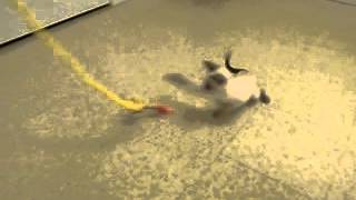 Fiesty, playful, outgoing Siamese kitten playing with toy- cute & adorable kitten video!