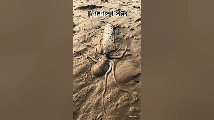 How Did This Giant Octopus Fit Into a Tiny Water Bottle? 😱🐙 #MindBlowing #shorts