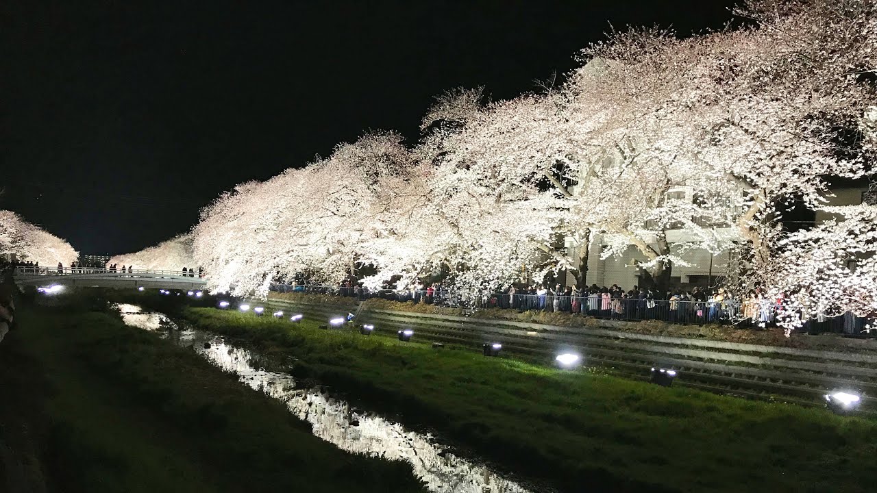 野川 調布市 の夜桜ライトアップ 19年4月4日撮影 Youtube