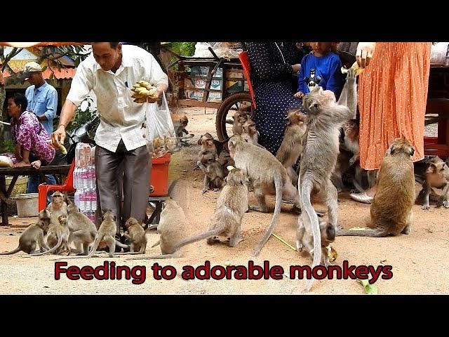 Feeding to adorable monkey, Thank you for supplying to them | Monkeys hungry need food Feeding to adorable monkey, Thank you for supplying to them | Monkeys hungry need food