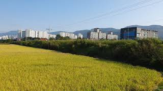 경주발 온산행 근거리 #6510열차+DEL 7437호 견인