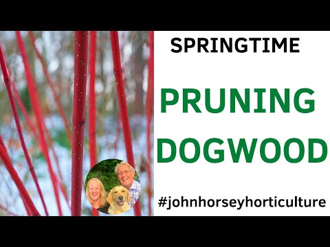 Video: Dogwoods đầy màu sắc trong cảnh quan - Dogwoods tốt nhất cho sở thích mùa đông