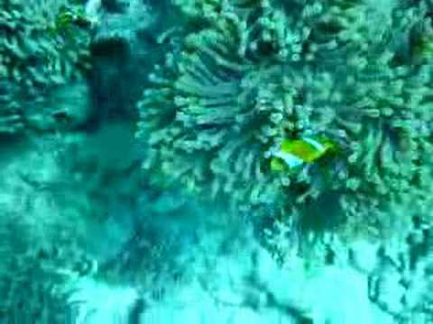 Nemo Clownfish 