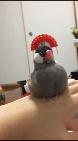 縁起が良さそうな文鳥(あずきちゃん過去動画)