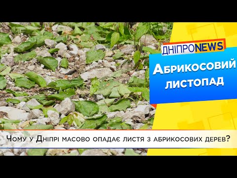 Чому у Дніпрі масово опадає листя з абрикосових дерев?