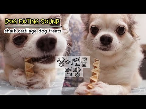 상어연골ㅣ강아지 먹방 dog eating sound ASMR shark cartilage dog treats