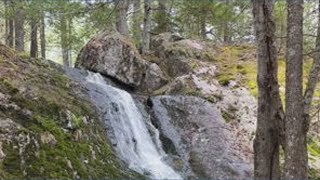 Breath of Fresh Air: Bijhouwer Forest Preserve, Phippsburg