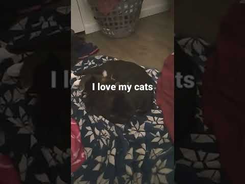 why do they have to be so cute