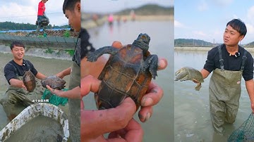 Chi 100.000 tệ bao trọn ao rùa lâu năm, đại biểu ca sốc khi phát hiện hơn vạn cân rùa khủng
