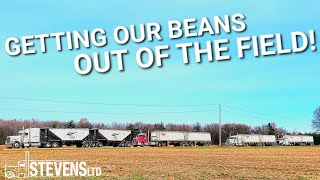 GIVIN&#39;ER THE BEANSSS!!!! 4 Of Our Trucks Are Waiting For A Load Of OUR OWN BEANS!!