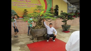 Cây cảnh Đông Hưng-Thái Bình