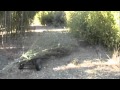 Sled Dogs Pull Bamboo