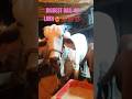 Huge cow for quarbani 90,0000 rupees #shorts #viral #cow #trendinng #bakraeid #mandhi #bigcow#viral