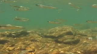 River Geomorphology 54 - Dusky Shiners And Other Small Fish In Moderate Velocity