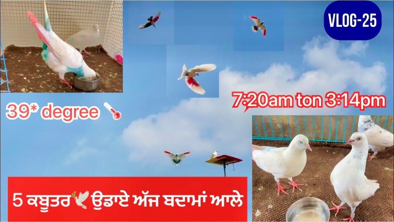 ਲਓ ਜੀ, ਅੱਜ ਚਿੱਟੀਆਂ🕊️ਆਲੇ ਦੇ ਪਵਾਲੇ ਗੇੜੇ || ਤੇ 4 ਕਬੂਤਰ ਸੁੱਕੇ ਉਡਾਏ ||39*|| ਦੇਖੋ ਕਿੰਨਾ ਕੀਤਾ….