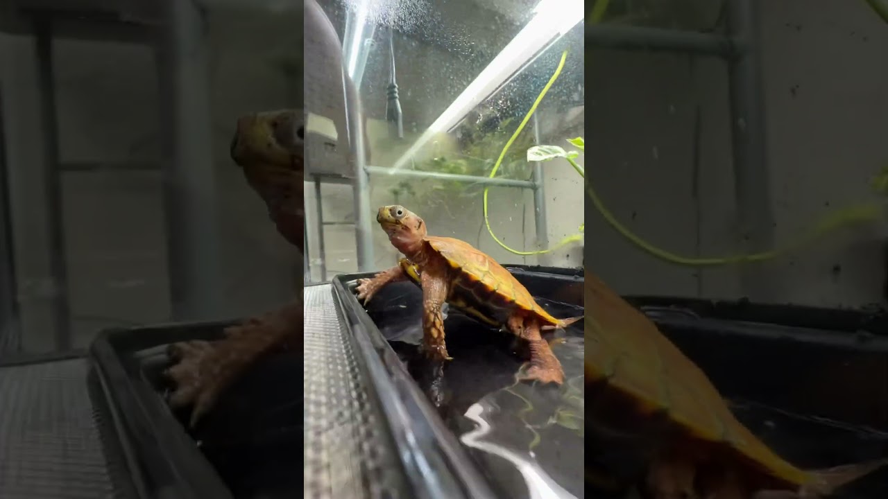 The reality of owning turtles!