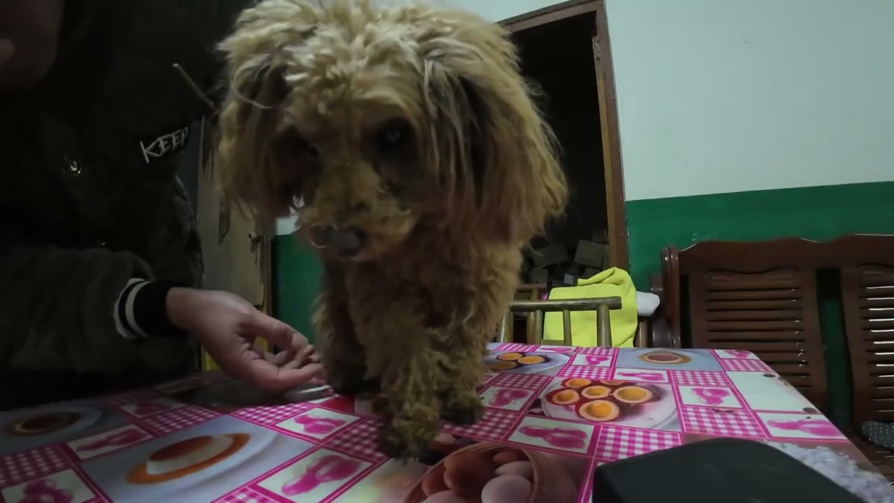 带着4只狗在农村生活，没有一只省心的狗，圈圈跑了大晚上才回来#农村生活#田园生活#养狗的乐趣