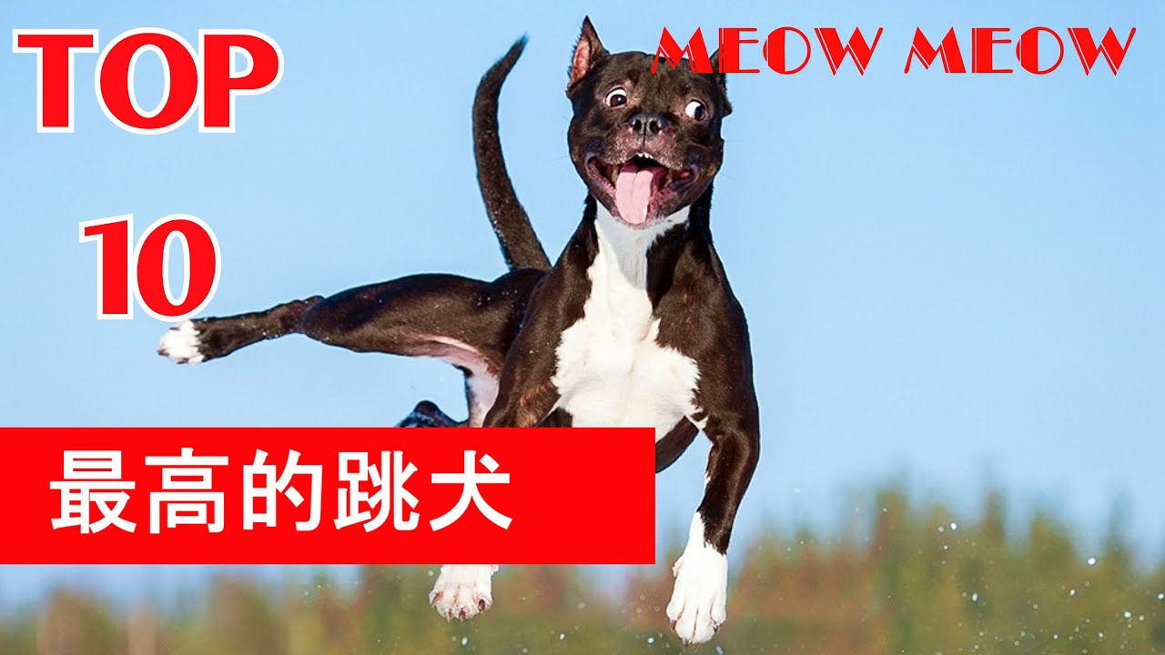 十大最高跳狗品种 I TOP 10 HIGHEST JUMPING DOG BREEDS I MEOW MEOW YouTube