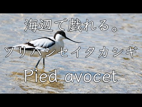 【ASMR 波の音】ソリハシセイタカシギ Pied avocet