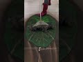 Ultra dark flooded dirty leaf carpet clenaing #asmr hd
