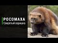 Росомаха. Свирепый воришка