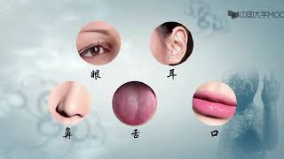4 1十二经脉的支架——十二经筋 4 1十二经脉的支架——十二经筋