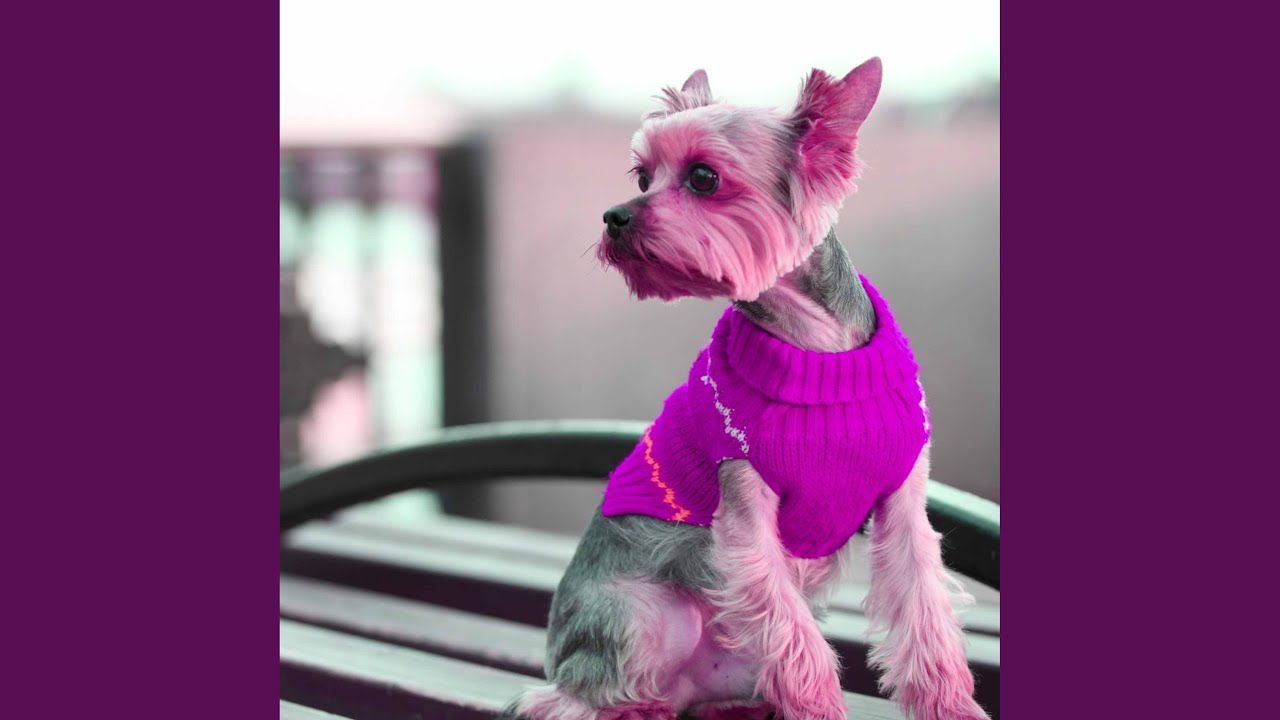 Sprightly Smart Pups - YouTube