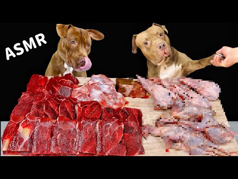 【犬のASMR】手作りご飯を豪快に食べるピットブルの咀嚼音