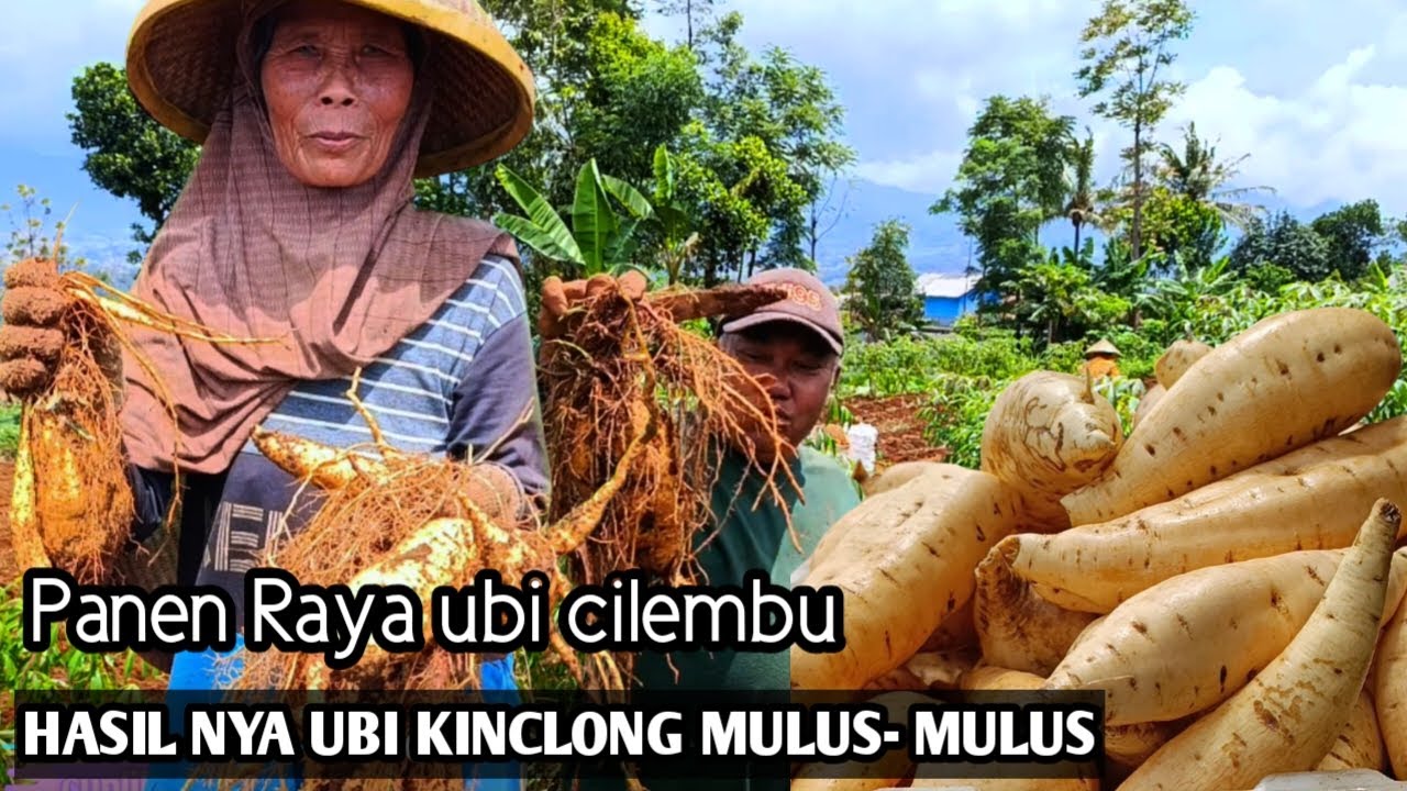 PANEN RAYA UBI CILEMBU! Hasilnya MULUS Semua, Bebas Hama!