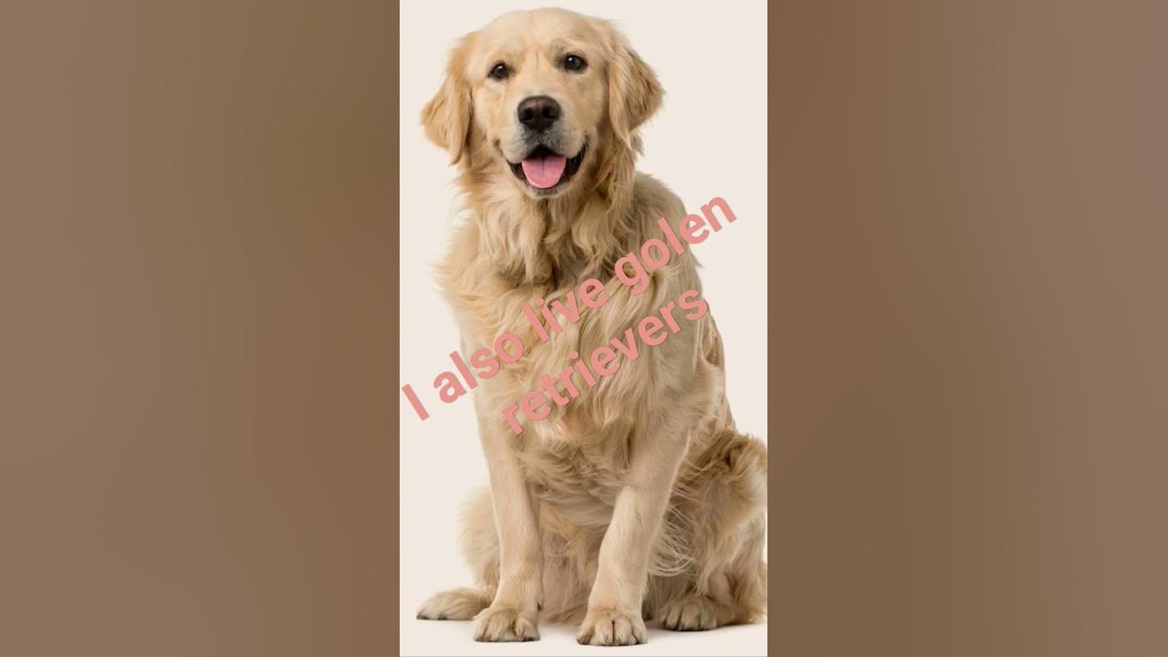 When Dogs Talk YouTube why-is-toby-dog-not-like-other-dogs-why-is-toby-dog-not-like-other