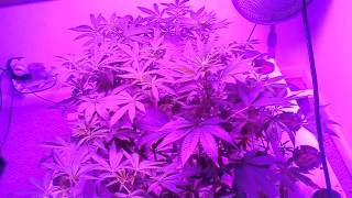 Aeroflo Black dog led grow 12 day update