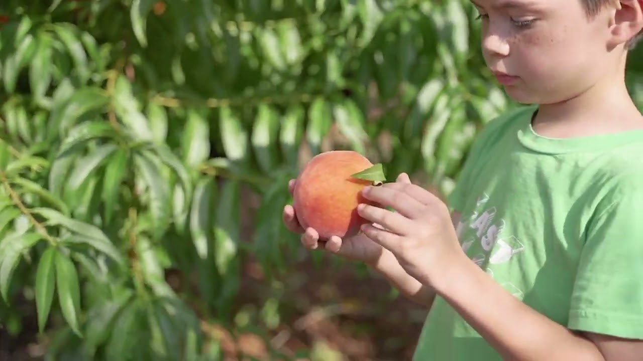 Peach Pickin' at GREGG FARM
