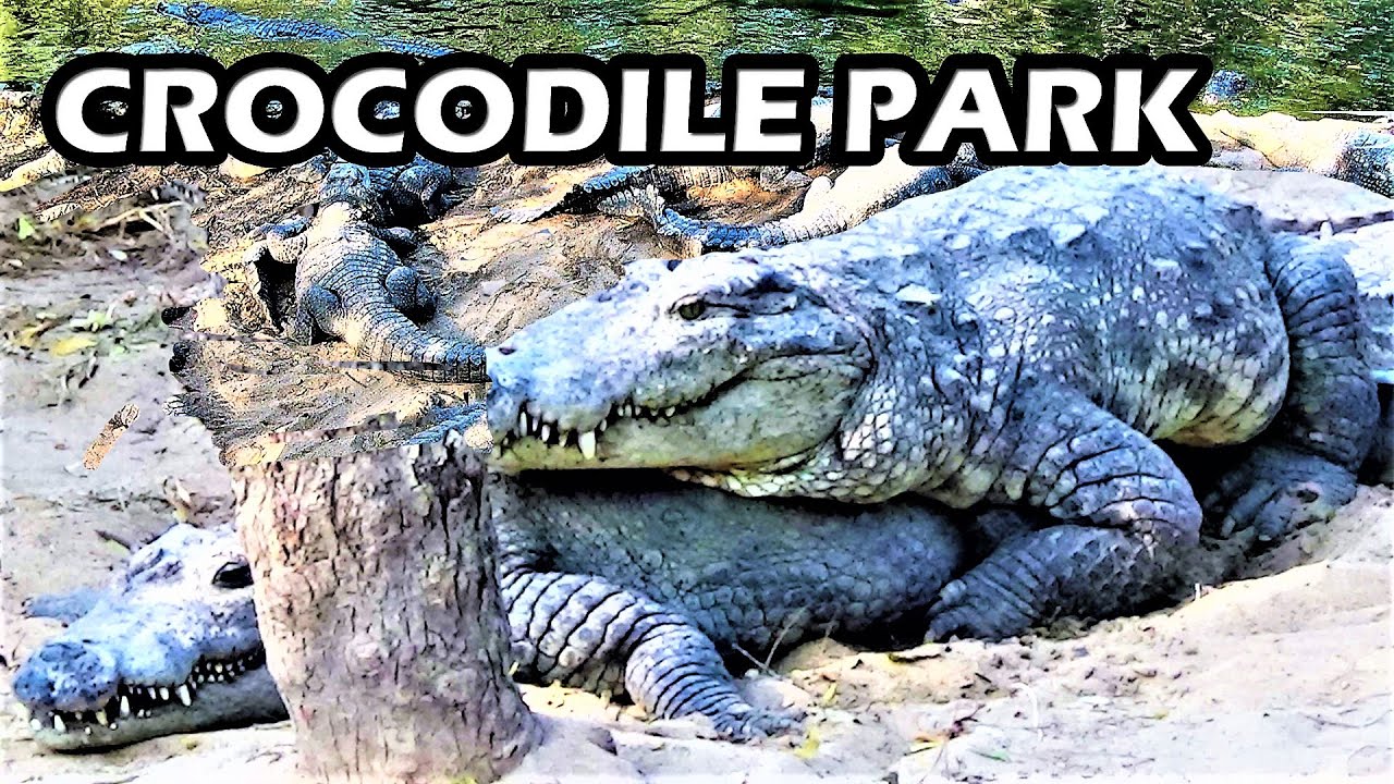 video phone beyonce mp3 Chennai Crocodile Park Tour 2019 | চেন্নাই ভ্রমণ | Chennai Snake Park | Chennai Tourist Places