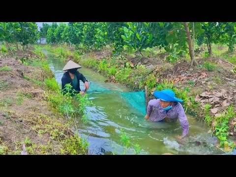 Video KÉO LƯỚI bắt cá làm CÁ KHO TIÊU ngon đẹp và dễ dàng... - youtube