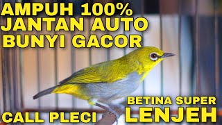 Pleci Betina Memanggil Jantan Untuk  Memancing Bunyi Pleci Jantan agar Gacor Buka Paruh call pleci