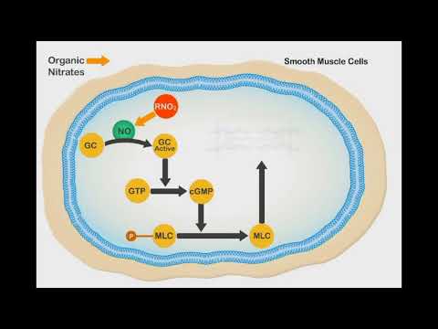 Nitric Oxide Vasodilation animation video